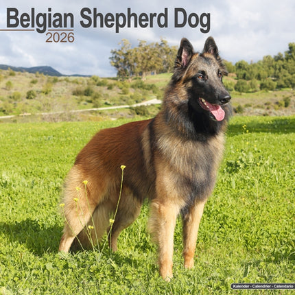 Belgian Shepherd Dog Calendar 2026  Square Dog