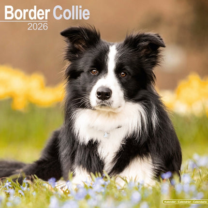 Border Collie Calendar 2026  Square Dog Breed