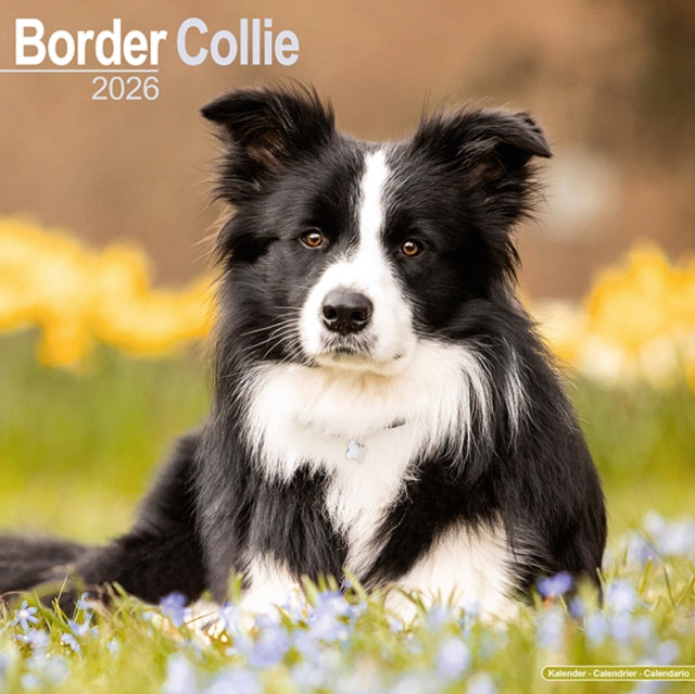 Border Collie Calendar 2026  Square Dog Breed