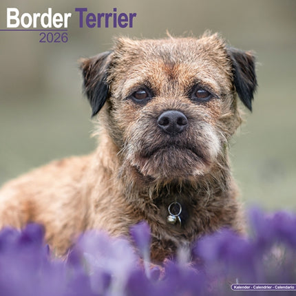 Border Terrier Calendar 2026  Square Dog Breed