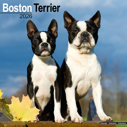 Boston Terrier Calendar 2026  Square Dog Breed