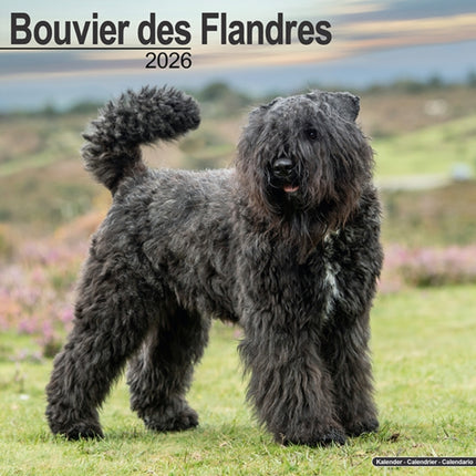 Bouvier Des Flandres Euro Calendar 2026  Square
