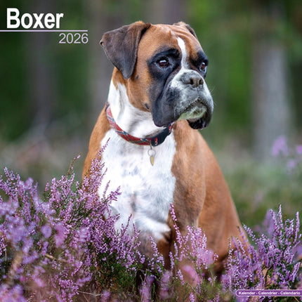 Boxer Euro Calendar 2026  Square Dog Breed Wall