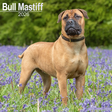 Bull Mastiff Calendar 2026  Square Dog Breed Wall