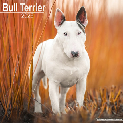 Bull Terrier Calendar 2026  Square Dog Breed Wall