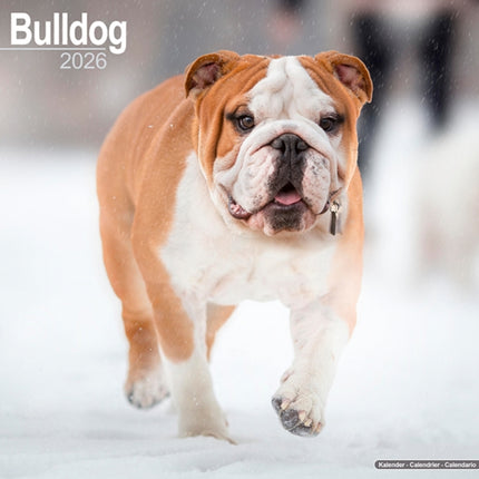 Bulldog Calendar 2026  Square Dog Breed Wall