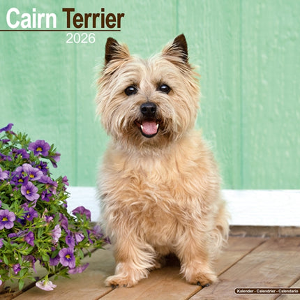 Cairn Terrier Calendar 2026  Square Dog Breed