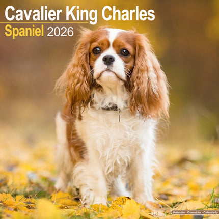 Cavalier King Charles Calendar 2026  Square Dog
