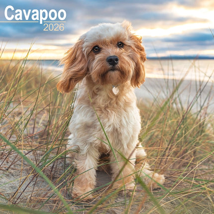 Cavapoo Calendar 2026 Square Dog Breed Wall