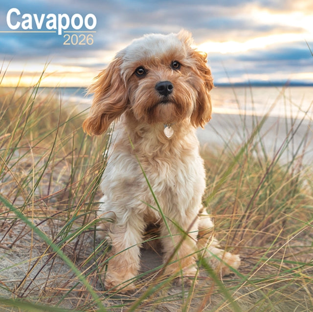 Cavapoo Calendar 2026 Square Dog Breed Wall