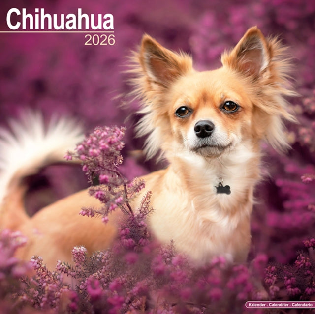 Chihuahua Calendar 2026  Square Dog Breed Wall