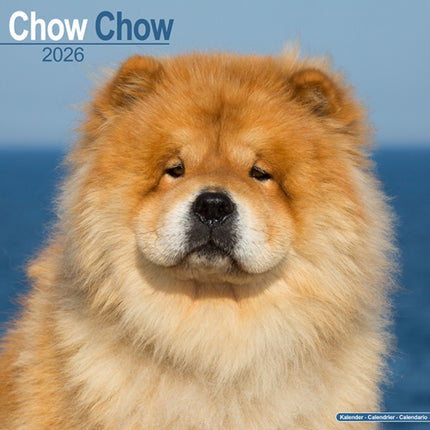 Chow Chow Calendar 2026  Square Dog Breed Wall