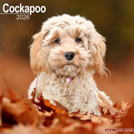 Cockapoo Calendar 2026  Square Dog Breed Wall