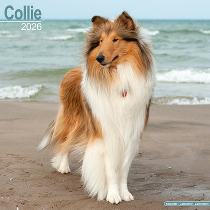 Collie Calendar 2026  Square Dog Breed Wall