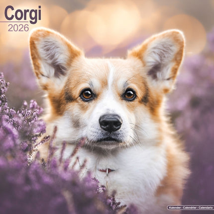 Corgi Calendar 2026  Square Dog Breed Wall