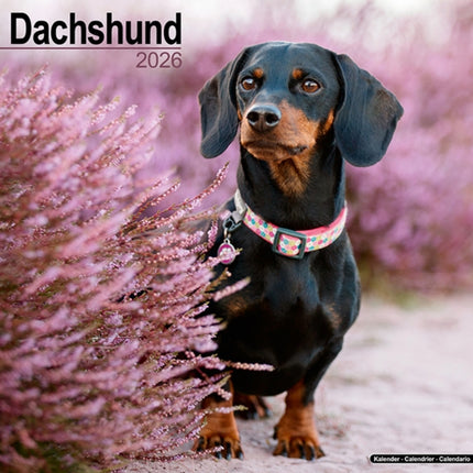 Dachshund Calendar 2026  Square Dog Breed Wall