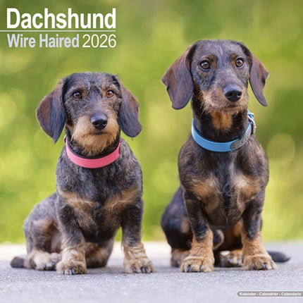 Wirehaired Dachshund Calendar 2026  Square Dog