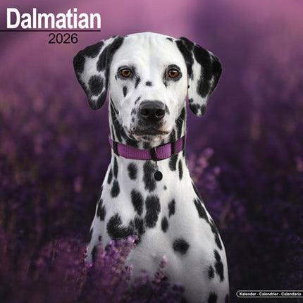 Dalmatian Calendar 2026  Square Dog Breed Wall
