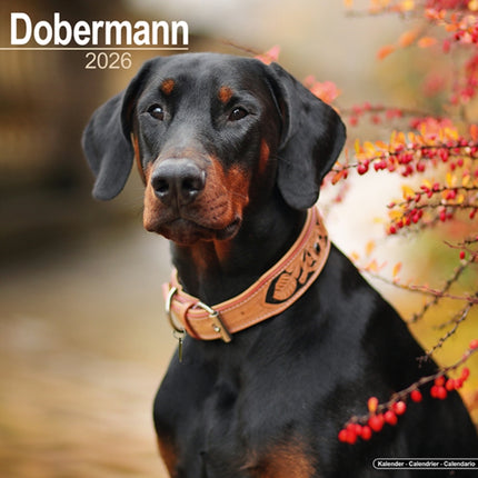 Dobermann Euro Calendar 2026  Square Dog Breed