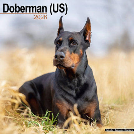 Doberman Us Calendar 2026  Square Dog Breed Wall