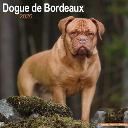 Dogue De Bordeaux Calendar 2026  Square Dog Breed