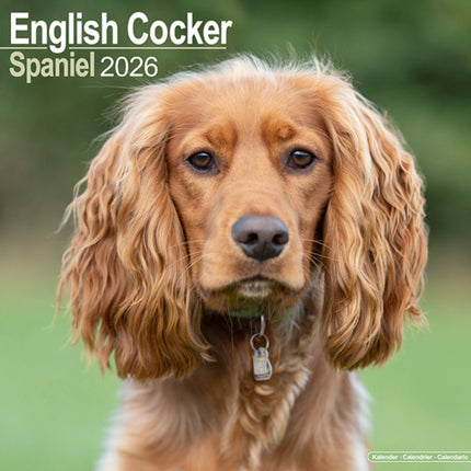 English Cocker Spaniel Calendar 2026  Square Dog
