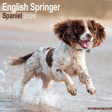English Springer Spaniel Euro Calendar 2026