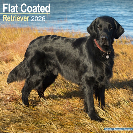 Flatcoated Retriever Calendar 2026  Square Dog