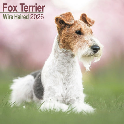 Fox Terrier Wirehaired Calendar 2026  Square Dog