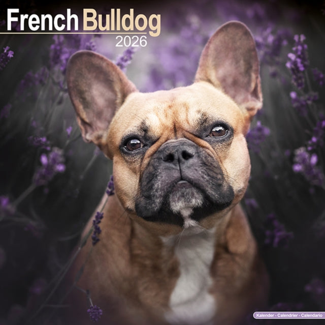 French Bulldog Calendar 2026  Square Dog Breed