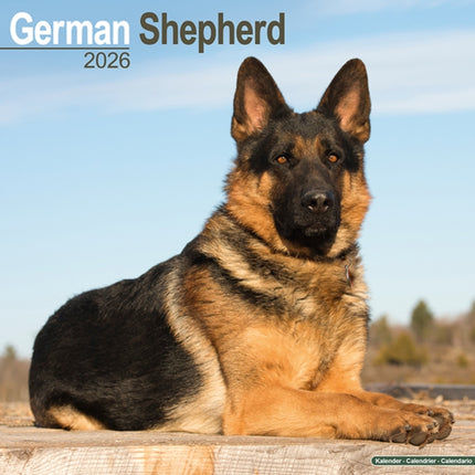 German Shepherd Calendar 2026  Square Dog Breed