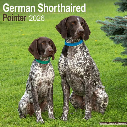 German Shorthair Pointer Calendar 2026  Square