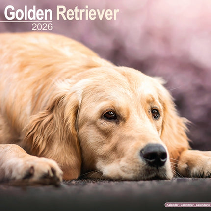 Golden Retriever Calendar 2026  Square Dog Breed