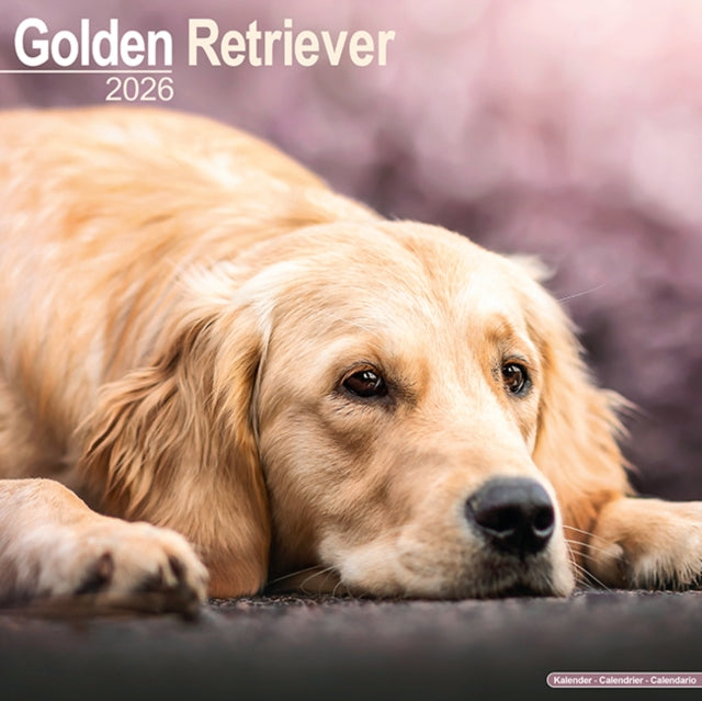 Golden Retriever Calendar 2026  Square Dog Breed