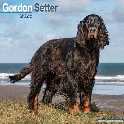 Gordon Setter Calendar 2026  Square Dog Breed