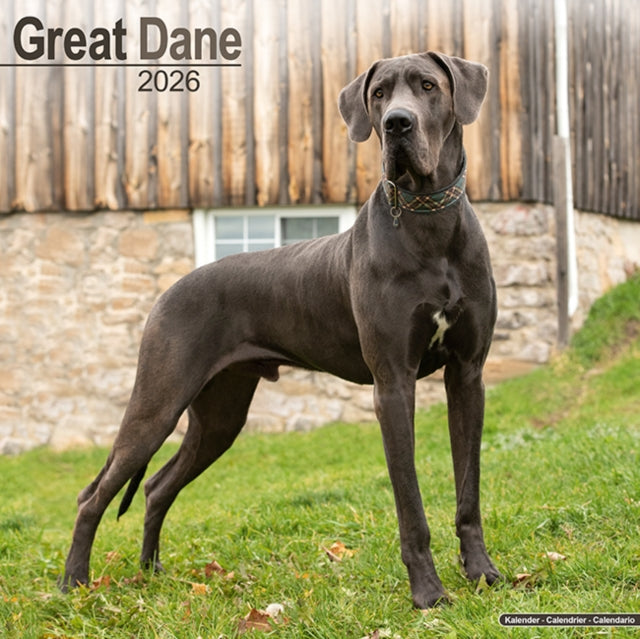 Great Dane Euro Calendar 2026  Square Dog Breed