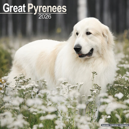 Great Pyrenees Calendar 2026  Square Dog Breed