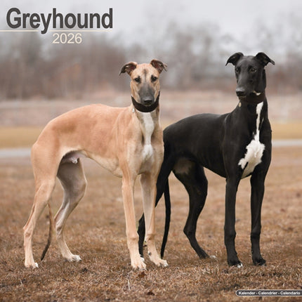 Greyhound Calendar 2026 Square Dog Breed Wall