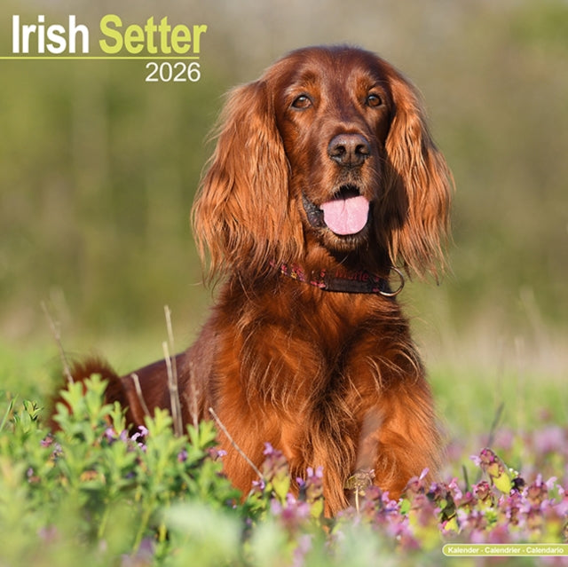 Irish Setter Calendar 2026  Square Dog Breed Wall
