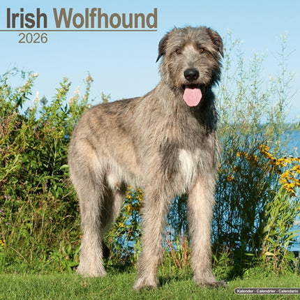 Irish Wolfhound Calendar 2026  Square Dog Breed