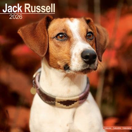 Jack Russell Calendar 2026  Square Dog Breed Wall