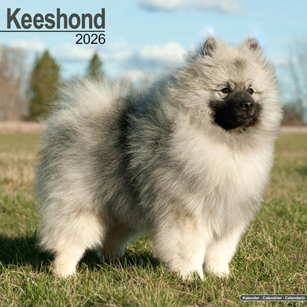 Keeshond Calendar 2026  Square Dog Breed Wall