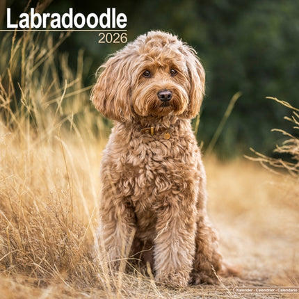 Labradoodle Calendar 2026  Square Dog Breed Wall