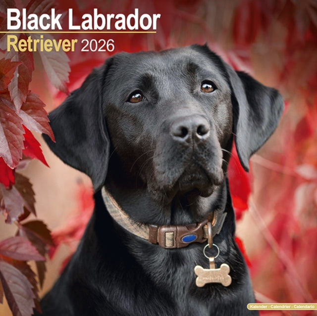 Black Labrador Retriever Calendar 2026  Square