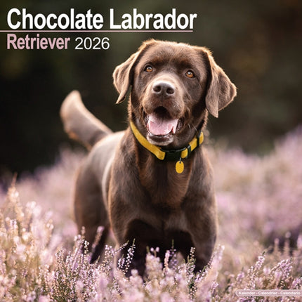 Chocolate Labrador Retriever Calendar 2026