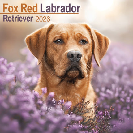 Fox Red Labrador Retriever Calendar 2026  Square