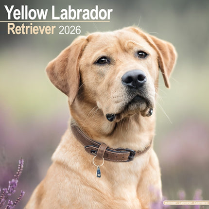 Labrador Retriever Yellow Calendar 2026  Square