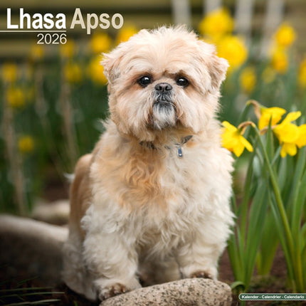 Lhasa Apso Calendar 2026  Square Dog Breed Wall