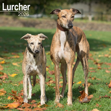 Lurcher Calendar 2026  Square Dog Breed Wall