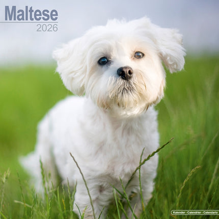 Maltese Calendar 2026  Square Dog Breed Wall